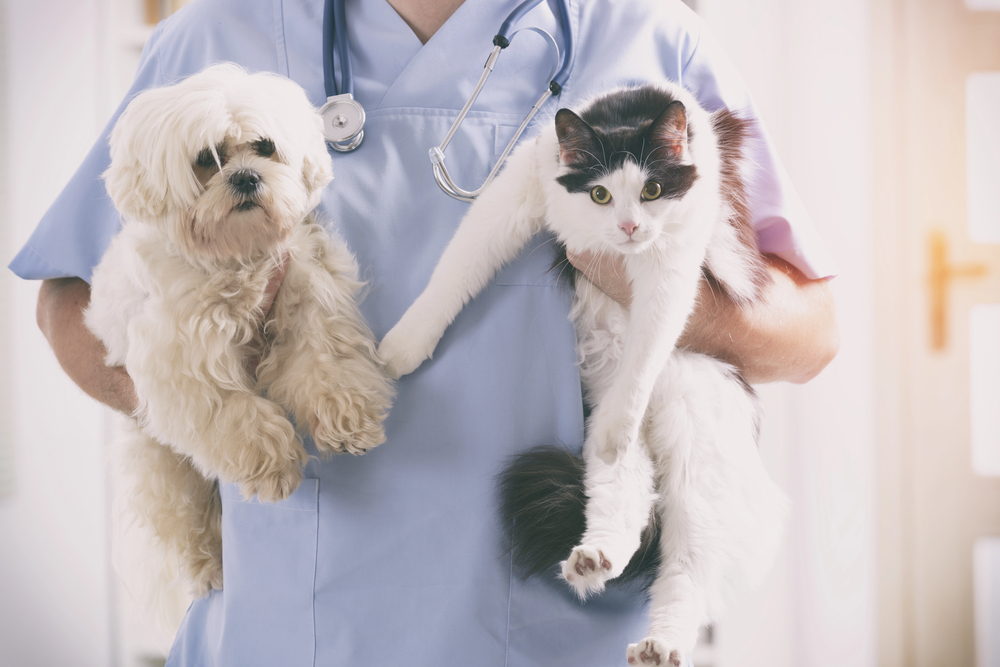 Hund und Katze werden in der Praxis untersucht