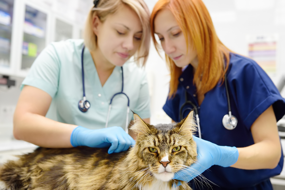 Tier wird geimpft – Vorsorge beim Tierarzt