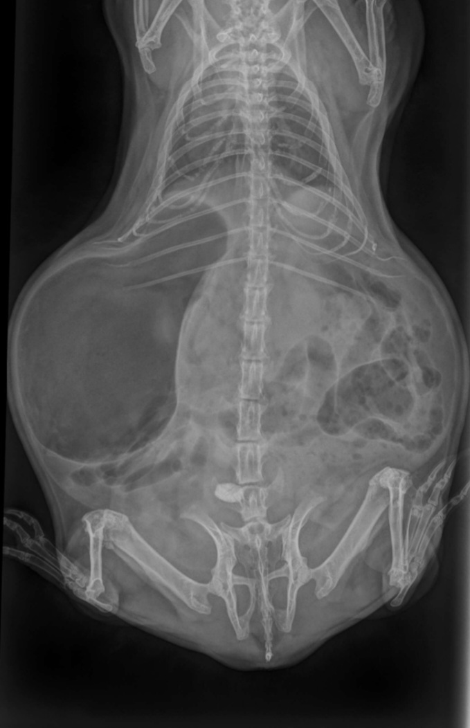 Magenaufgasung und Blasenstein (Urolithiasis)
